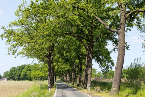 Oak avenue (quercus) near Döbra, Oßling, Saxony, Germany