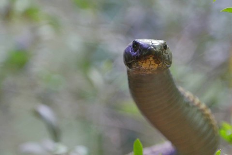 Cobra (Naja naja), erect, view into the camera, animal portrait, occurrence in Africa, captive,
