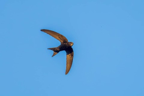 Flying swallow in front of a blue sky, swift (Apus apus), wildlife, Germany