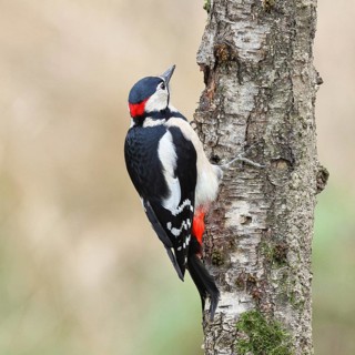 Great spotted woodpecker (Dendrocopos major) male foraging on the trunk of a grey birch (Betula