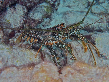 A crayfish with a striking pattern, guinea chick crayfish (Panulirus guttatus), on the seabed. Dive
