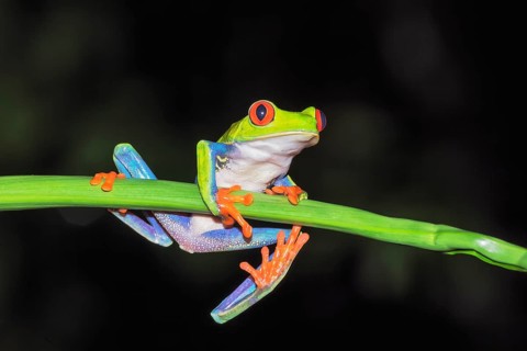 Red eyed tree frog (Agalychins callydrias) on green stem, Sarapiqui, Costa Rica