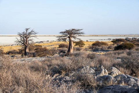 African baobab or baobab tree (Adansonia digitata), arid landscape, Kubu Island (Lekubu), Sowa Pan,