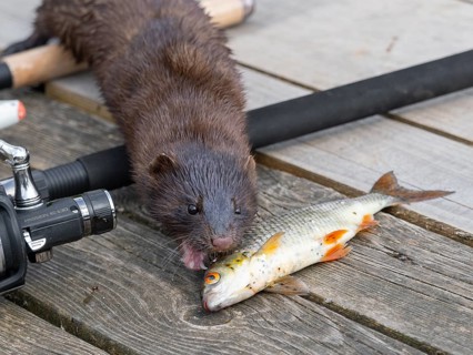 A mink steals a rudd