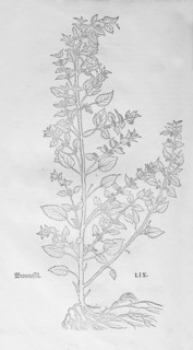 Annual nettle (Urtica urens), woodcut by Leonhart Fuchs, from New Kreüterbuch, neues Kräuterbuch,