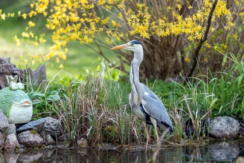 Graureiher jagt im Gartenteich