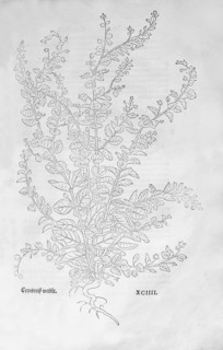 Oath-leaved snakeweed, toadflax, toadflax (Kickxia spuria), woodcut by Leonhart Fuchs, from New
