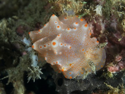 A patterned nudibranch with orange dots, Batangas Halgerda (Halgerda batangas), in an underwater