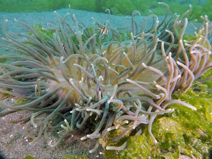 Long tentacles of a green sea anemone, corkscrew anemone (Macrodactyla doreensis), in the midst of