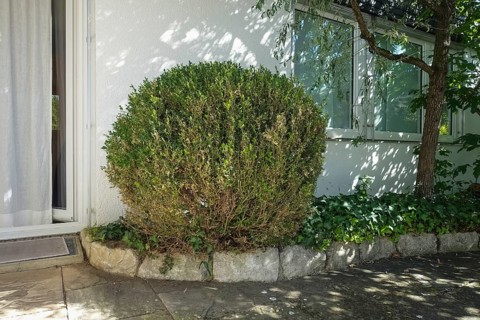 Common boxwood (Buxus sempervirens), box tree moth control, pest infestation, feeding traces,