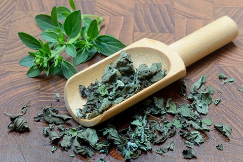 Oregano, fresh and dried oregano in scoop, Origanum vulgare