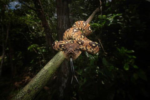 A Madagascar boa of the genus Sanzinia volontani in the lowland rainforests of north-east