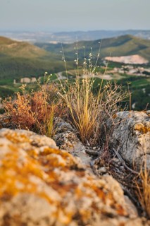 Sheep's fescue (Festuca ovina) growing at Mount "La Talaia del Montmell" at evening, Catalonia,