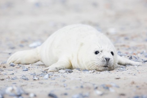 Grey seal baby with white fur lies on the sandy beach on the island of Düne near Heligoland,