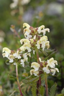 Lapland lousewort (Pedicularis lapponica) flowers in the tundra, Lapland, Norway, Scandinavia