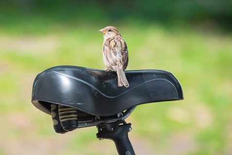 House sparrow (Passer domesticus), house sparrow, sparrow, female sits on a black bicycle saddle,