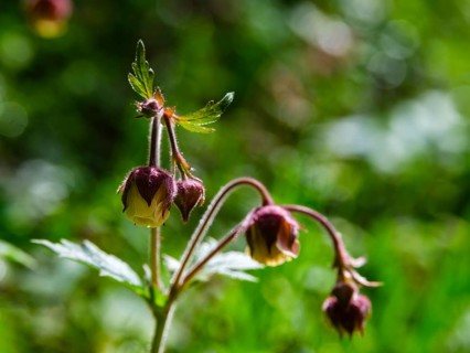 Brooklime (Geum rivale), Bischofswiesen, Berchtesgadener Land, Bavaria, Germany
