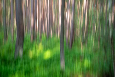 Pine forest in the Darßwald in motion blur, Prerow, Mecklenburg-Vorpommern, Germany