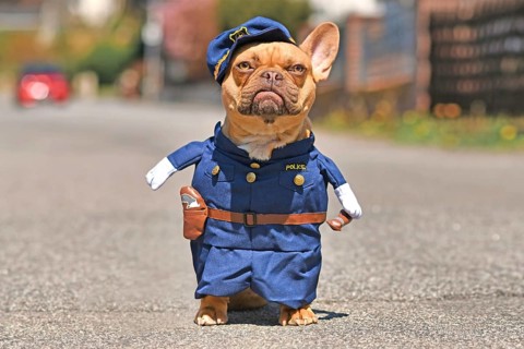Red fawn French Bulldog dog wearing funny police officer uniform costume with fake arms in street