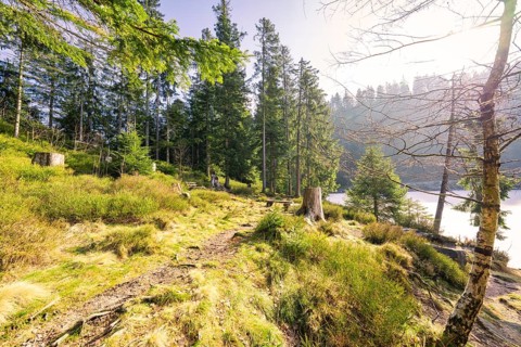 Path in the forest, rays of light penetrate the dense trees, peaceful atmosphere, Glaswaldsee, Bad