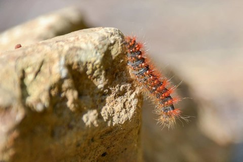 Caterpillar of the golden-haired bark owl (Acronicta auricoma), seen in the Deferegger Alps at 1700