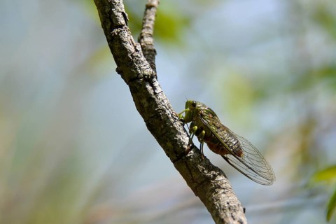 Cicada of the species Chicharra Verde Común (Dorisiana drewseni) seen in Buenos Aires, Argentina