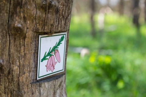 Signpost Heidepfad through the Gohrischer Heide near Gröditz, Saxony, Germany