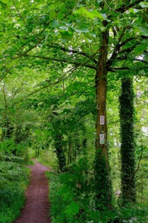 Hiking trail near the panorama swing, on the Schwanberg, Steigerwald nature park Park, Lower