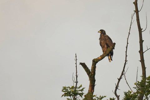 White-tailed eagle (Haliaeetus albicilla), tree, Lower Austria