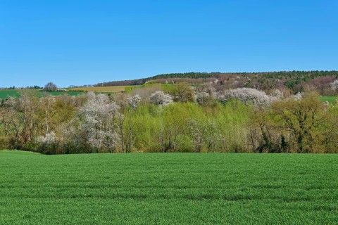 Wide green meadows with blossoming cherry trees and clear blue sky, Pflaumheim, Großostheim,