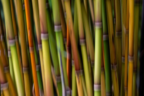 Bamboo stalks (Bambusoideae), wiping picture, Inverewe Gardens, Poolewe, Loch Ewe, Highlands,