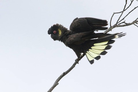 Yellow-tailed Black Cockatoo (Calyptorhynchus funereus) male displaying, Victoria, Australia