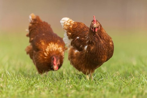 Two chickens walking on a flowering meadow, domestic chicken, Rhineland-Palatinate, Germany