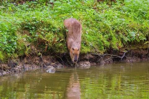 A (greater) capybara (Hydrochoerus hydrochaeris) leaves the riparian vegetation and enters the