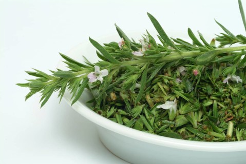 Summer savory (Satureja hortensis), also garden savory, true savory, pepperwort, family of the