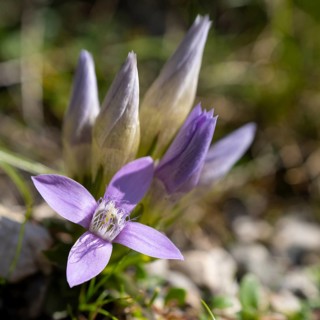 Chiltern gentian (Gentianella germanica) on rocky ground, Karwendel Mountains, Mittenwald,