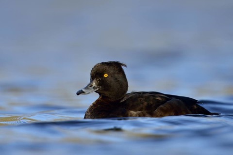 Tufted Duck (Aythya fuligula) female, North Rhine-Westphalia, Germany