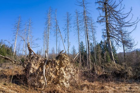 Dead Spruce (Picea abies) trees, Primeval forest Urwald Sababurg, Hofgeismar, Weser Uplands,
