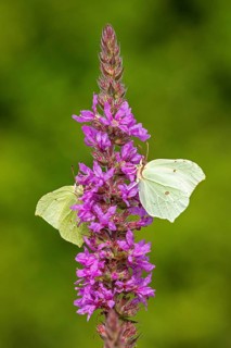 Butterflies collecting nectar, brimstone (Gonepteryx rhamni), purple loosestrife (Lythrum