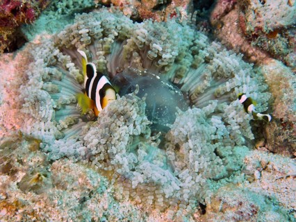 Clownfish swimming in a colourful glass bead anemone (Heteractis aurora) in the coral reef, dive