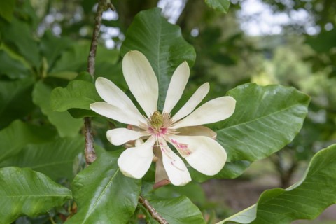 Large-leaf magnolia (Magnolia tripetala), Lanhydrock House & Garden, Bodmin, England, Great Britain