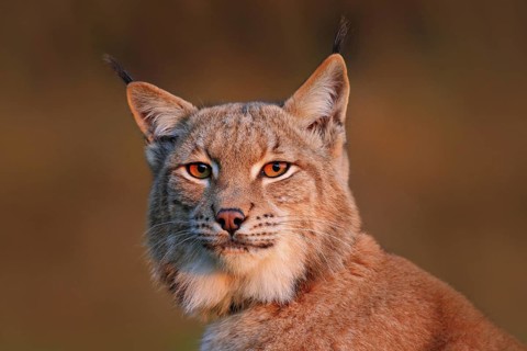 Wildlife scene with wild cat from Europe. Wild cat Lynx in the nature forest habitat. Close-up