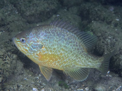 A fish with colourful scales, pumpkinseed sunfish (Lepomis gibbosus), invasive species, swimming
