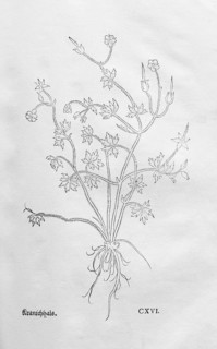 Geranium dissectum (Geranium dissectium), woodcut by Leonhart Fuchs, from New Kreüterbuch, neues