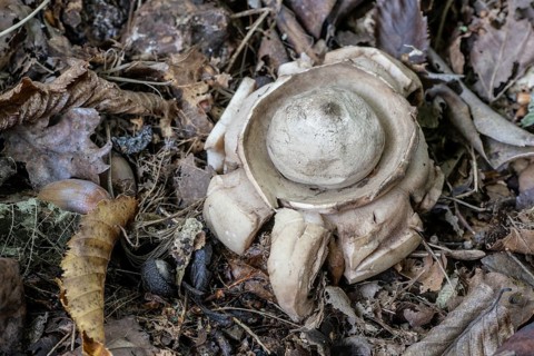 Ruffed Earth Star (Geastrum triplex), Emsland, Lower Saxony, Germany