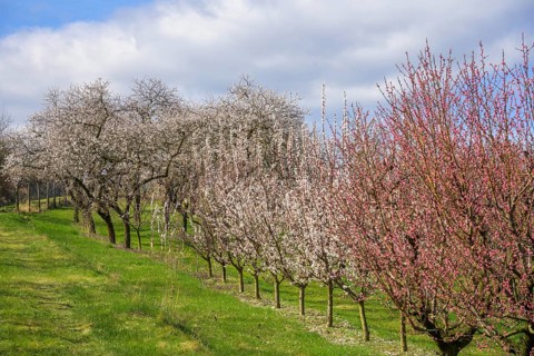 Peach and apricot trees in bloom, Paudorf, Lower Austria, Austria