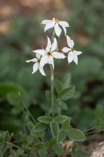 Dainty narcissus (Narcissus elegans), Sicily, Italy