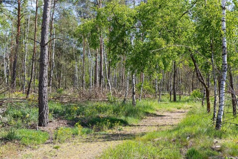 Forest trail Heidepfad through the Gohrischer Heide near Gröditz, Saxony, Germany