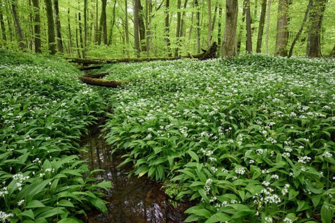 Deciduous forest with blooming wild garlic, plants, (Allium ursinum) sea of flowers, blossoms
