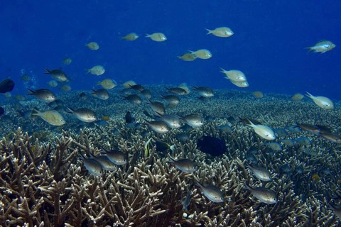 School of Ternate Swallowtails (Chromis ternatensis) over coral reef in deep blue water, dive site